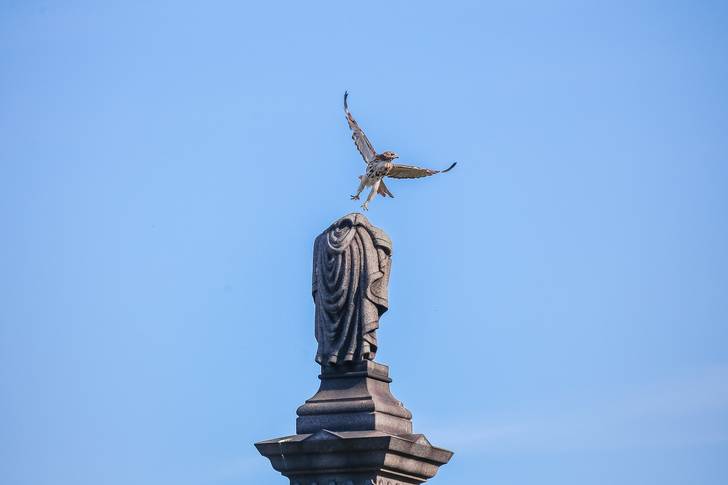 A photo of an eagle in Calvary Cemetery in Newtown Creek